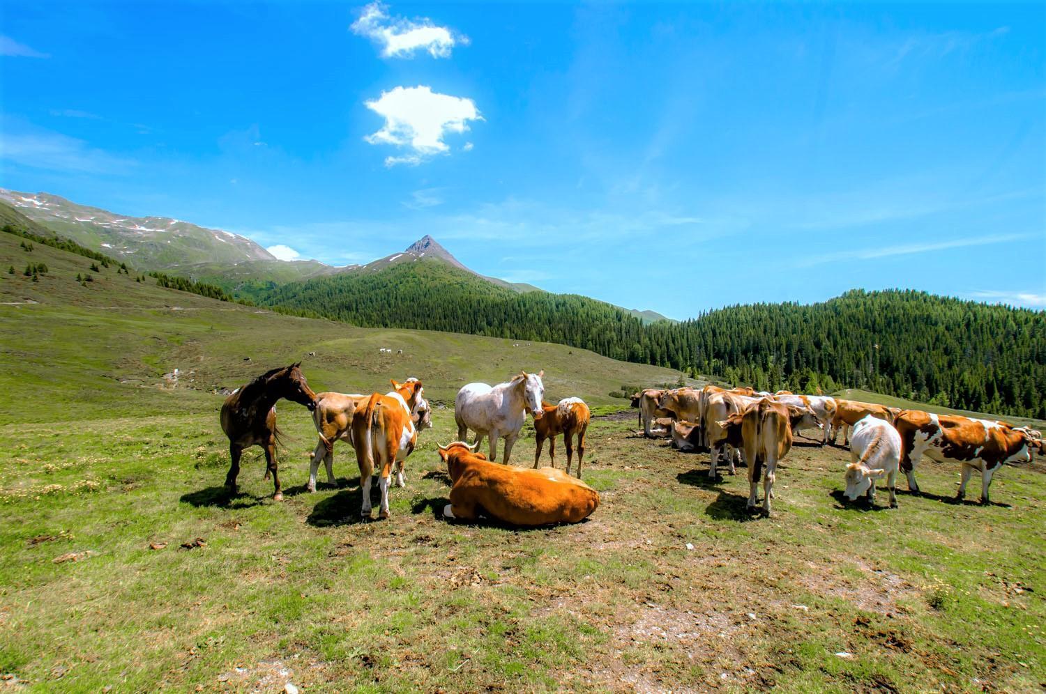 Brenta Dolomites Vason Exterior foto
